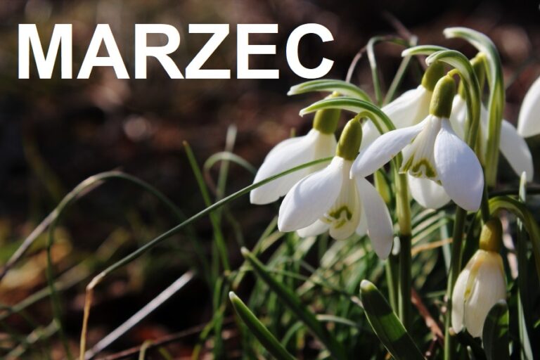 Marzec w ogrodzie
