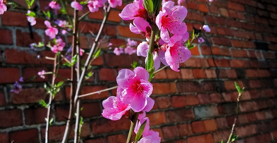 Kwiaty brzoskwini w kwietniu