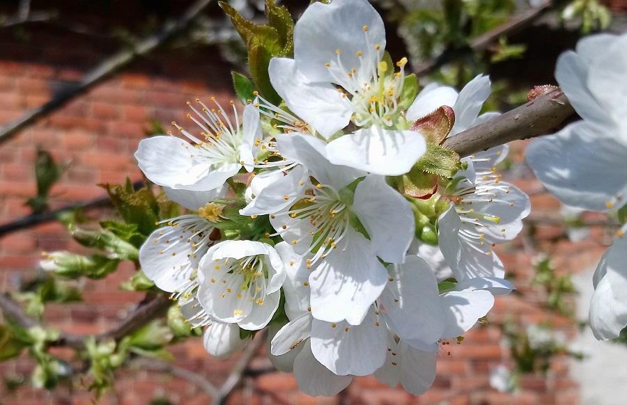 Kwiaty jabłoni w kwietniu