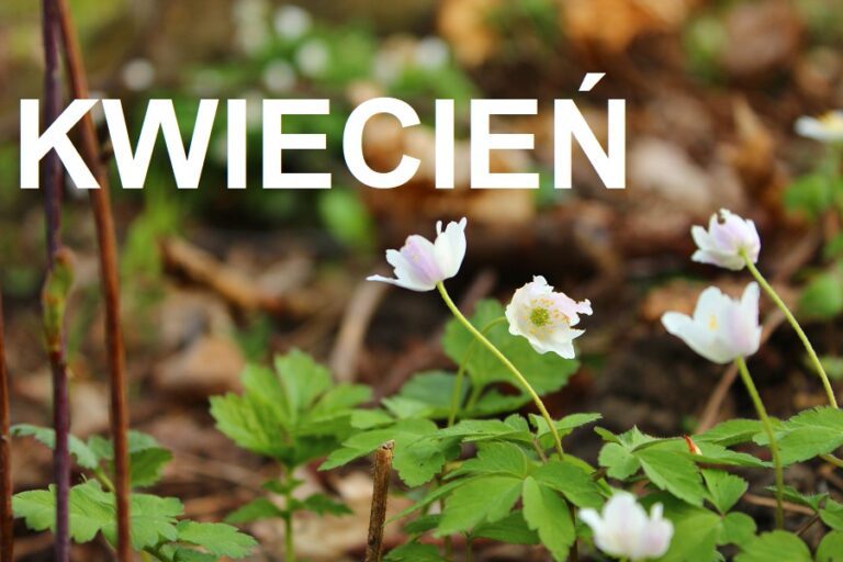 Kwiecień w ogrodzie