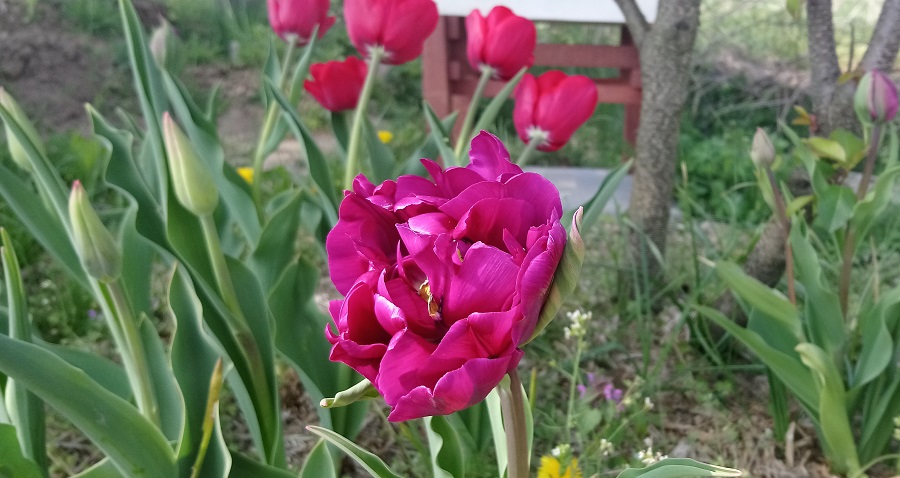 Tulipany w kwietniu