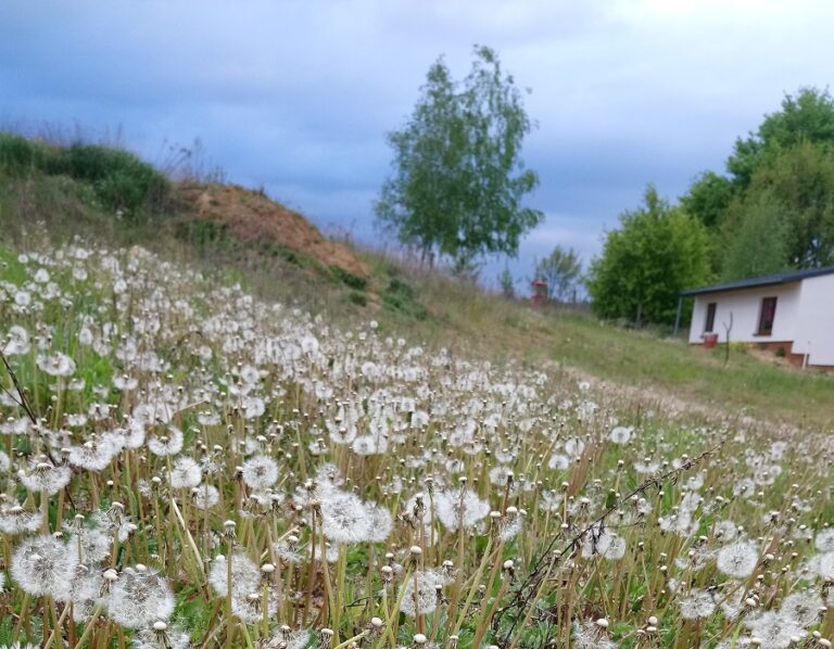 Mniszek lekarski po przekwitnięciu