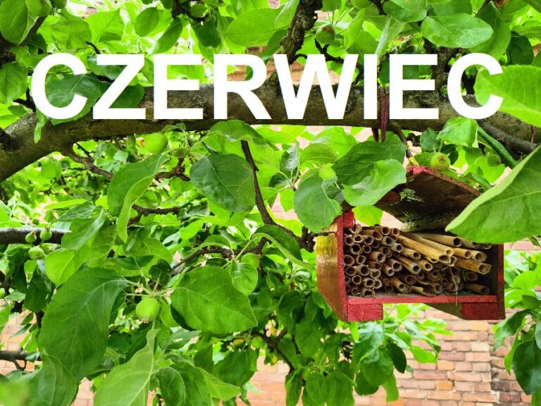 Czerwiec w ogrodzie
