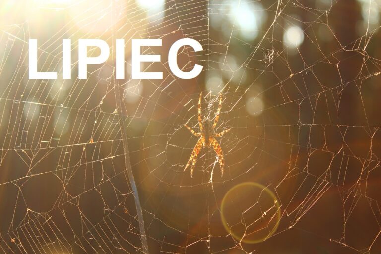 Lipiec w ogrodzie