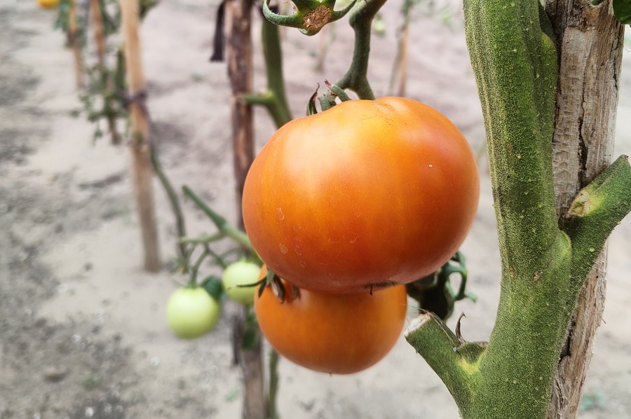 Pomidory w sierpniu