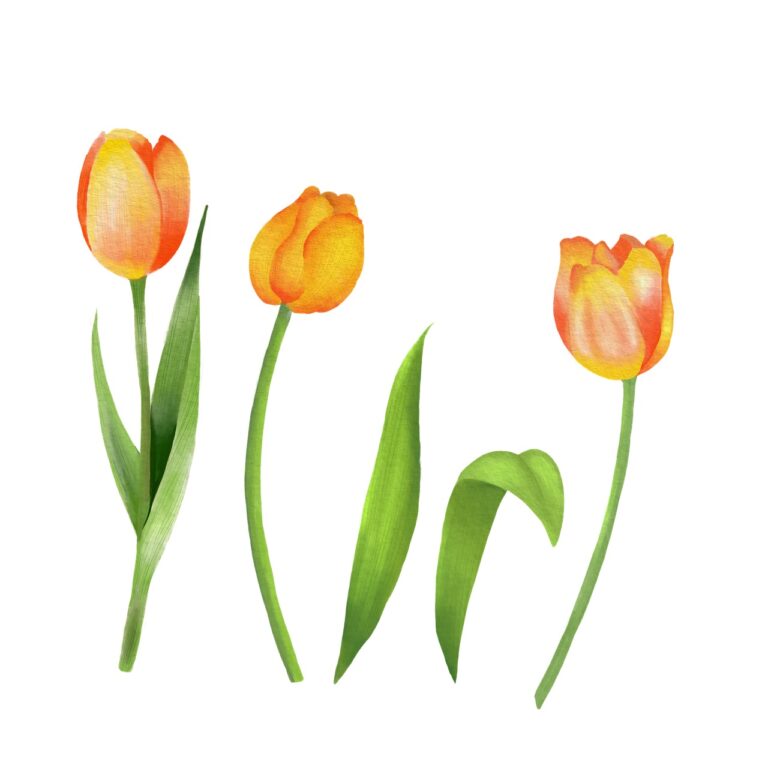 Top 7 tulipanów