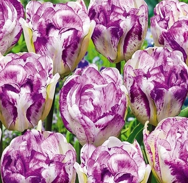 Tulipan biało-fioletowy