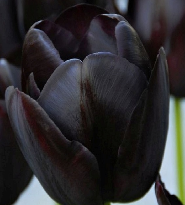 Tulipan czarny