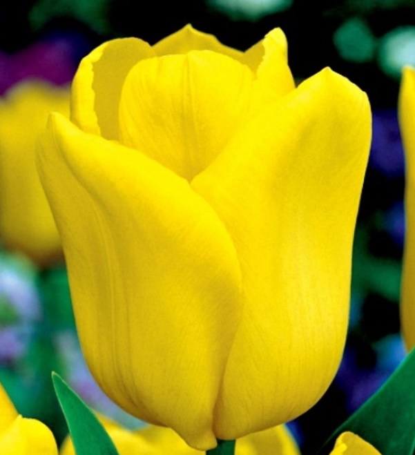 Tulipan żółty Triumph Yellow Flight