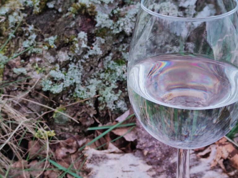 Wino z soku brzozy