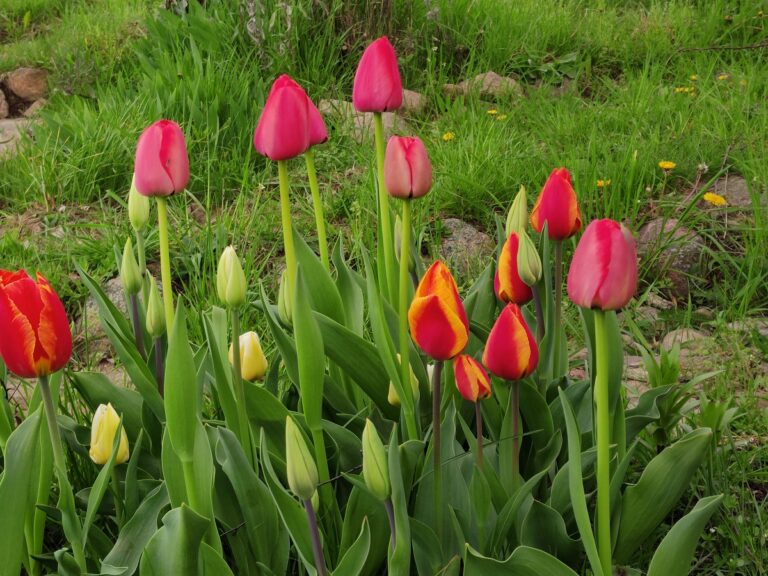 Tulipany z nasion - jak siać