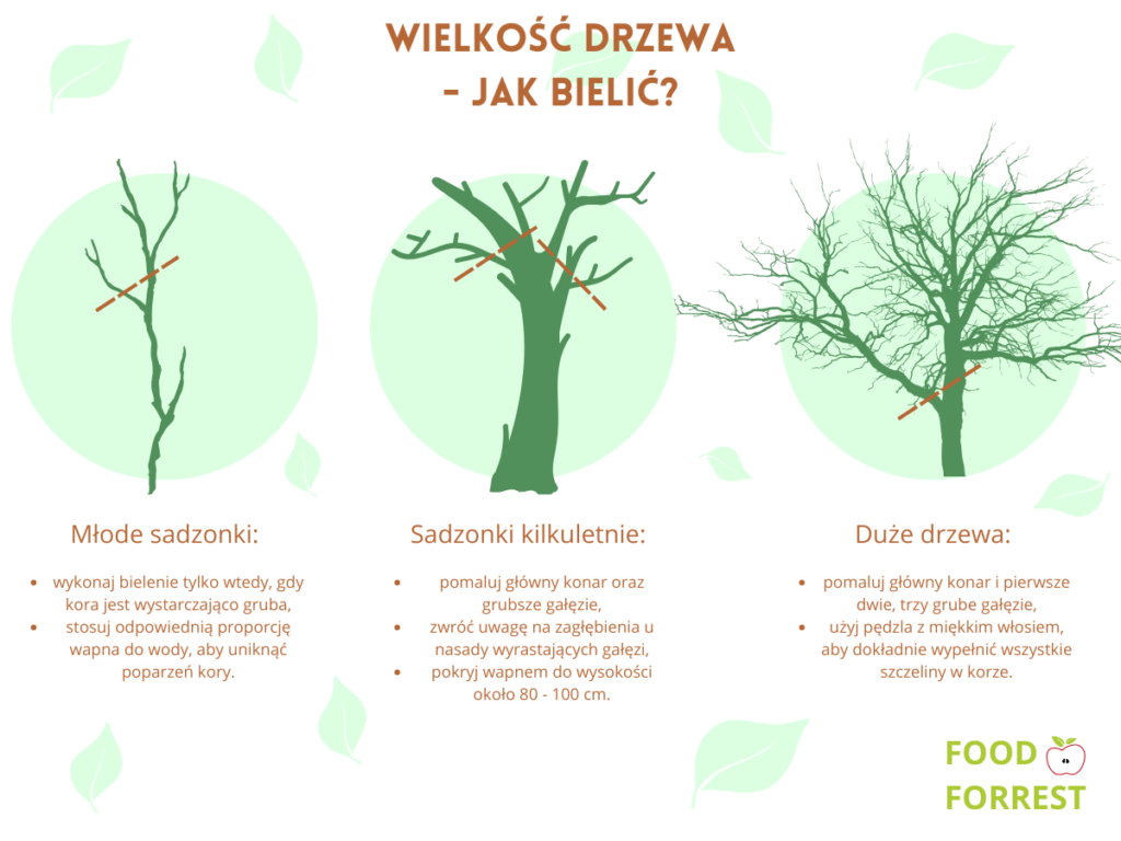 Jak bielić drzewa - infografika