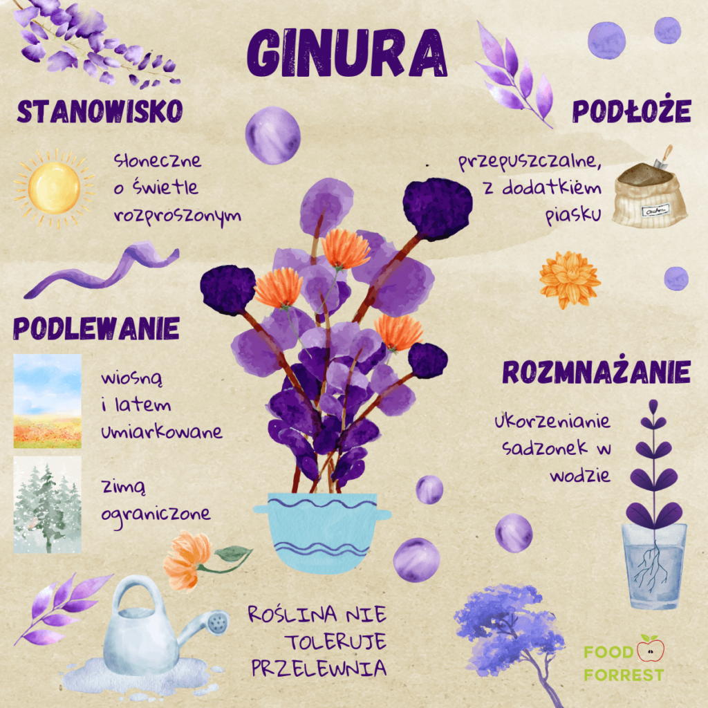 Jak uprawiać ginurę? - infografika z informacjami