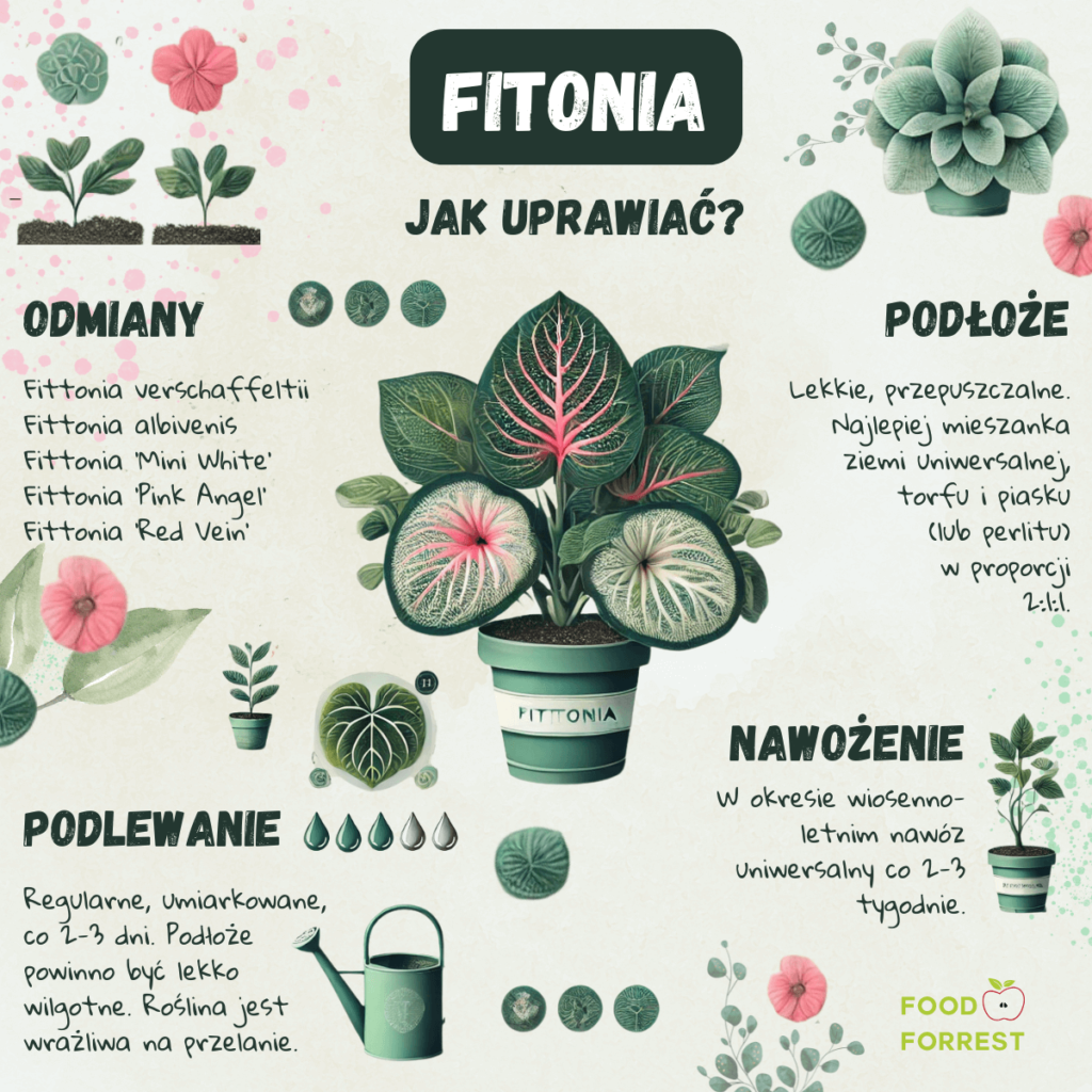 Infografika o uprawie fitonii