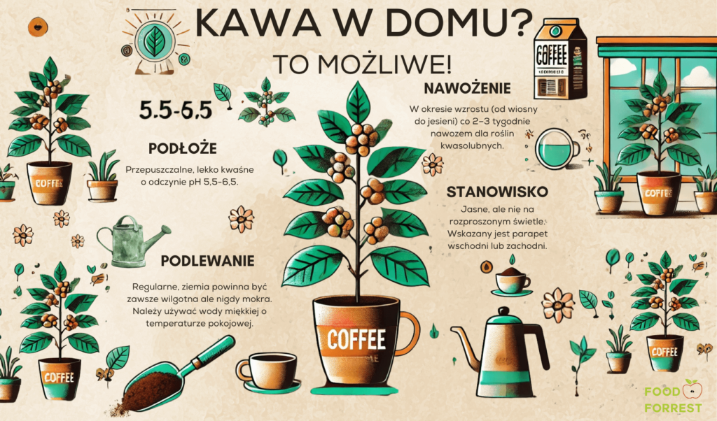 Uprawa kawy w domu - infografika