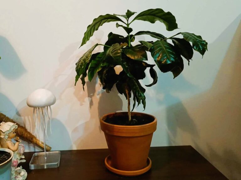 Kawa uprawiana w doniczce