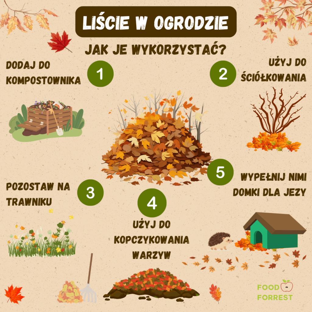 Jak wykorzystać liście w ogrodzie? - infografika