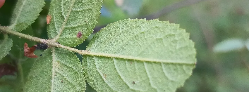 Gruczoły na spodzie liści róży rdzawej